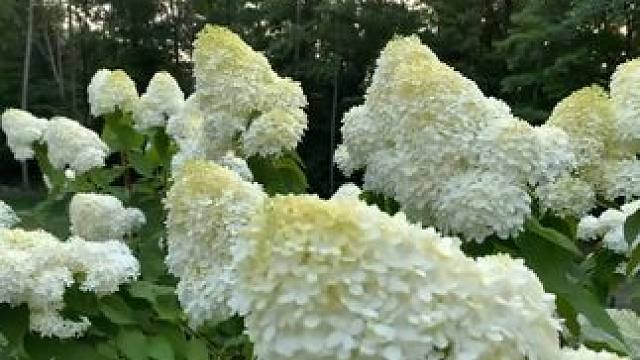 点击左下角下载番茄畅听 #番茄畅听