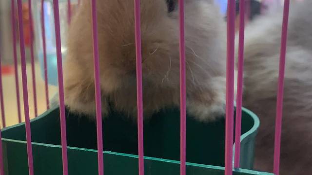 好可爱的小兔子