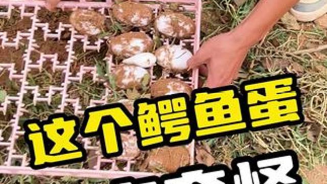 这个鳄鱼蛋有点奇怪#鳄鱼 #鳄珍 #鳄鱼养殖场 #危险动作请勿模仿