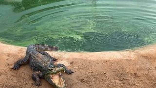 没别的喂，喂点土让它补充一点活力