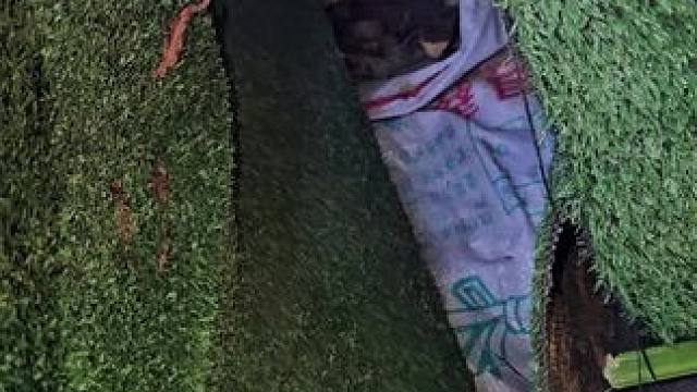 东境爱心业主发来求助
在五象湖华润二十四城附近
有两只被遗弃小猫，业主不会抚养动物
是否有爱心人士需