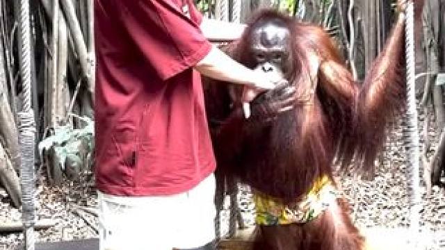 #国外视频分享 #泰国网红猩猩 #猴子成精