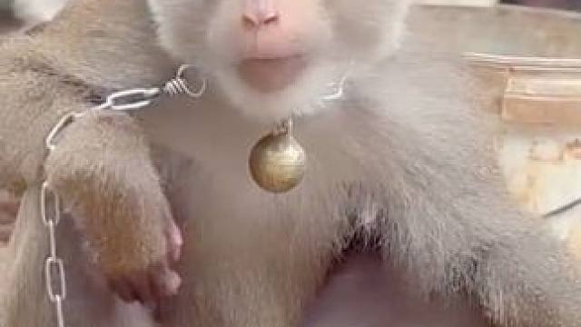 打工猴吃薯片#国外视频分享 #猴子成精 #打工猴