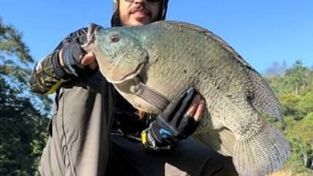 罗非鱼 #国外视频分享 #好大一条鱼 #钓鱼的乐趣只有钓鱼人懂