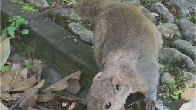 绍兴秋瑾故居里的小松鼠
#野生动物零距离 #动物的迷惑行为 #奇妙的动物 #动物