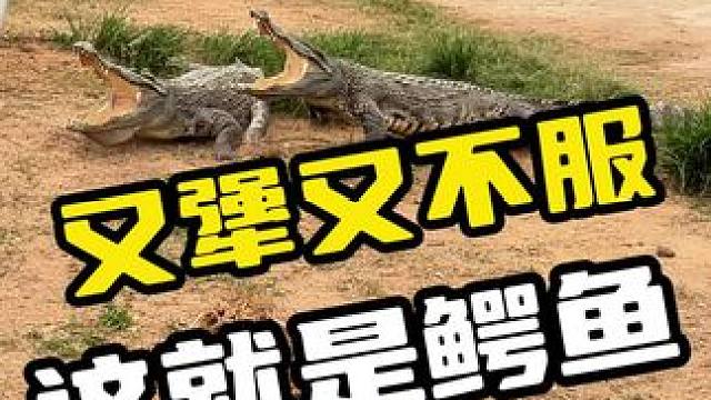 又犟又不服，这就是鳄鱼#鳄鱼 #鳄珍 #鳄鱼养殖场 #犟种