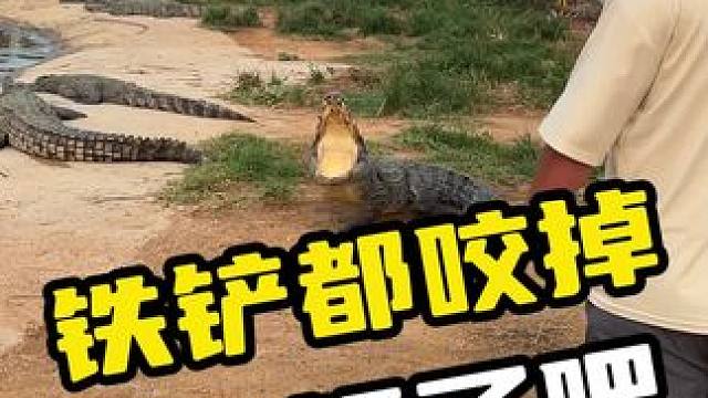 铁铲都咬掉，也太猛了吧#鳄鱼 #鳄珍 #鳄鱼养殖场 #危险动作请勿模仿