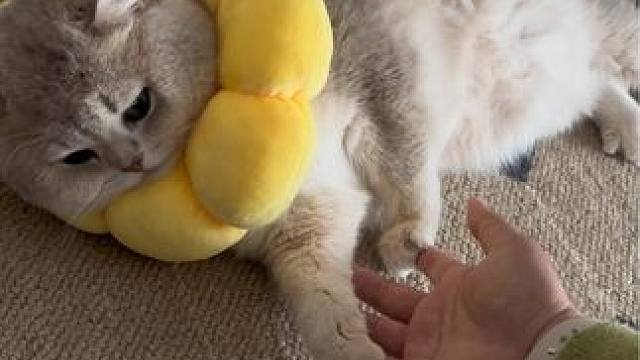 今天也要开心哟#小猫日记