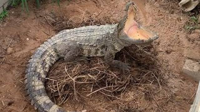 豪华大包厢里下蛋…