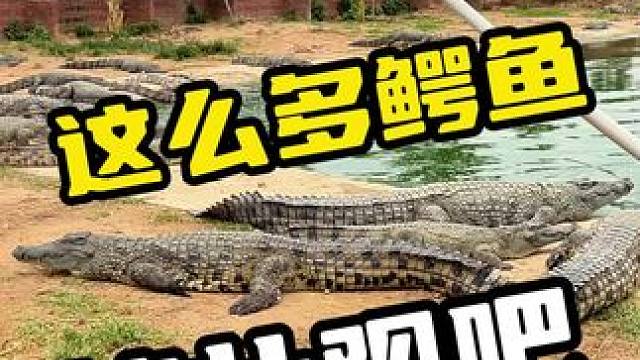 鳄鱼养殖场~