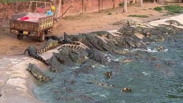 家人们快来喂鱼啊