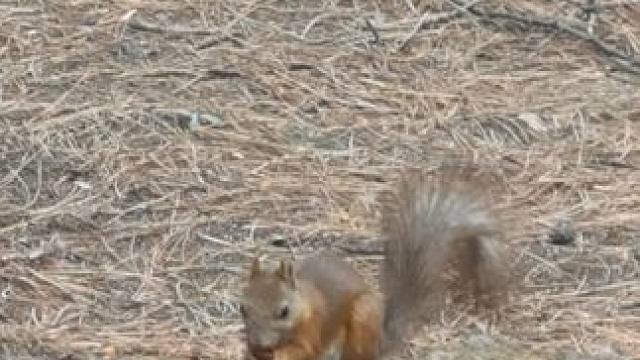 ##净月潭 #松鼠 #户外 
在净月潭看松鼠吃饭