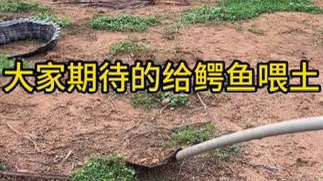 大家期待的给鳄鱼喂土#鳄鱼养殖场 #鳄鱼 #鳄珍