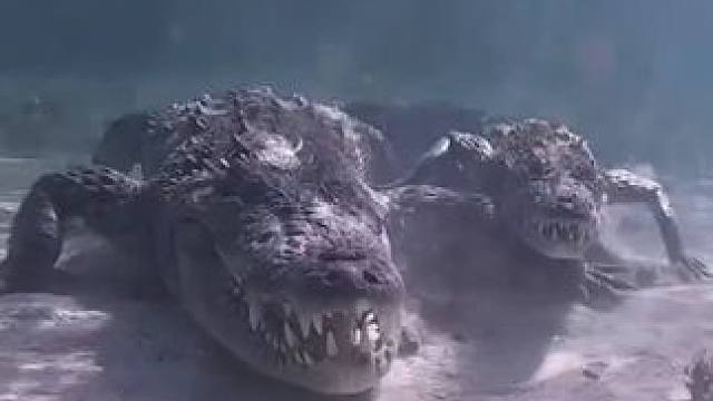 水下看鳄鱼 #国外视频分享 #野生动物零距离 #鳄鱼