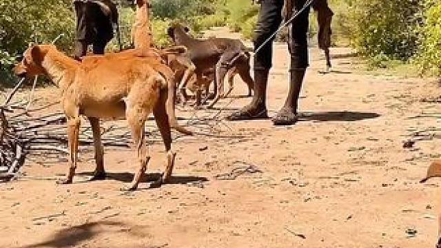 哈扎比部落荒野求生 围堵大野猪#荒野求生 #原始部落 #原始技术