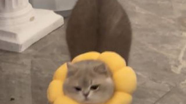 今天胖有乖乖迎接妈 嘿嘿#小猫日记