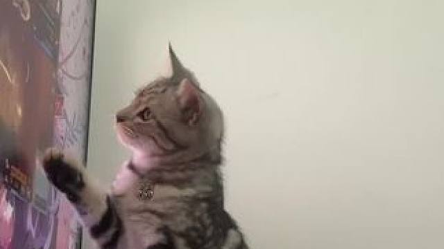 #明日之后 #世界不能没有小猫