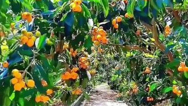 苏州枝繁叶茂果园 #苏州阳山批把 姐妹们可以冲啦 #苏州阳山，批把