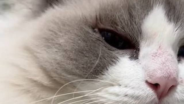 我们福福为了这个家光荣负伤了 #小猫咪怼脸杀视频 #布偶猫 #这个世界不能没有小猫 #万物可爱计划