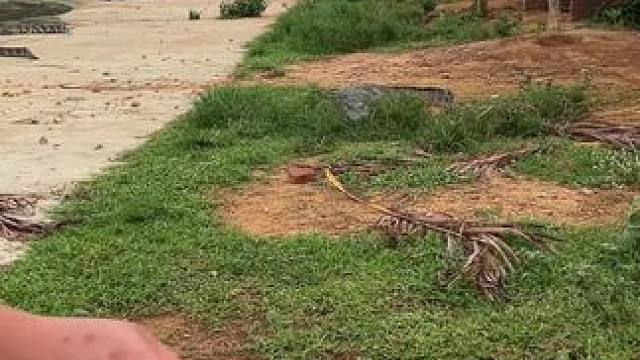 一路从鳄池东杀到鳄池西！ #鳄鱼 #鳄珍 #鳄鱼皮鞋