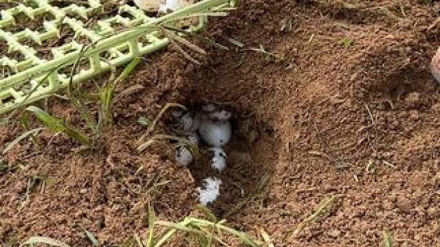 根本捡不完！ #鳄鱼 #鳄珍 #鳄鱼皮带