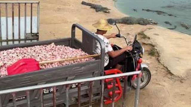 家人们……快来喂鱼啊