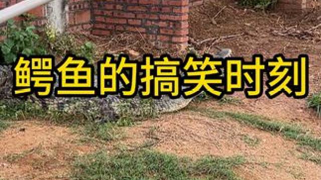 鳄鱼的搞笑时刻 铲子都抡飞了#鳄鱼 #鳄鱼养殖场 #鳄珍