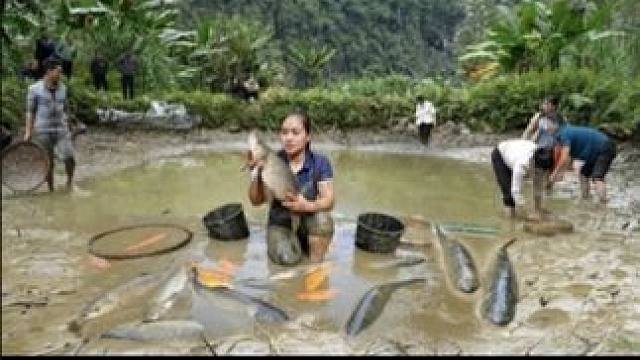 越南美女翠花，一人放塘抓鱼，全村都来购买，这里的人太爱吃鱼了