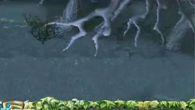 （三）大熊臻享版，队友2-12牛，1-9船长，2-8火枪，中单水人1v5