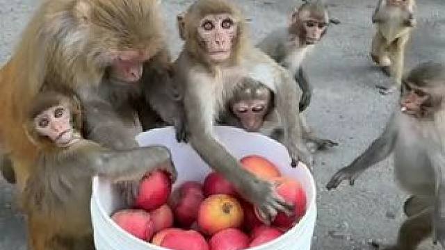 猴子吃苹果 #国外视频分享 #猴子成精 #野生动物零距离