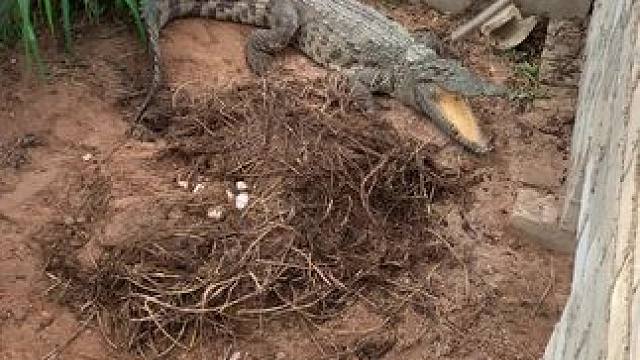 鳄鱼豪华大别墅…#鳄鱼养殖场