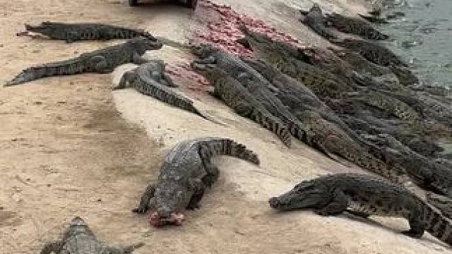 家人们过来喂鱼啦……