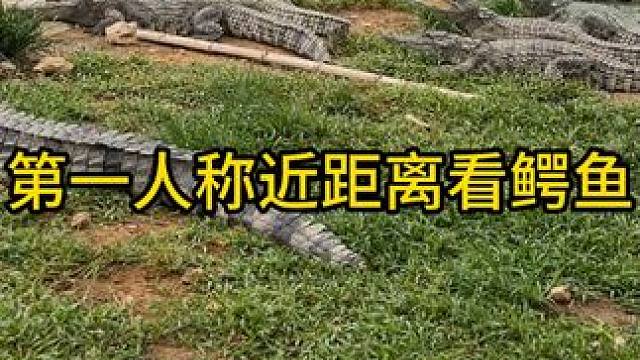 第一人称近距离看鳄鱼#鳄鱼 #鳄鱼养殖场 #鳄珍