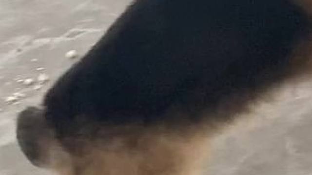 #柯基小短腿 #有些小狗一看就知道非常乖 #不养狗不知道养狗的乐趣 真是母老虎啊！男人结了婚是不是像