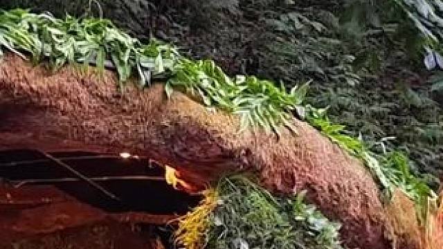 依靠倒塌大树建造露营庇护所 #荒野建造 #野外建造 #庇护所