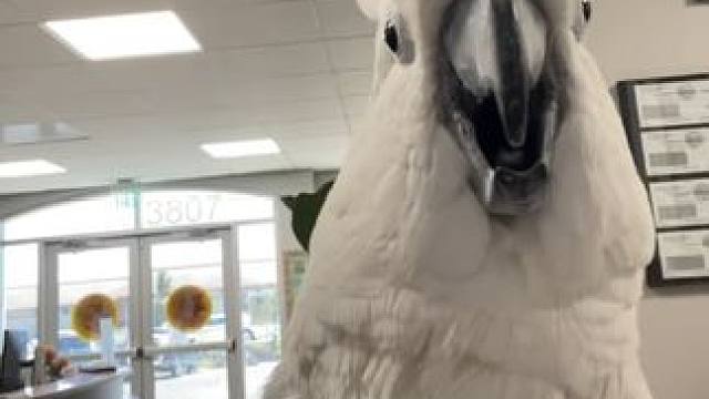 鸟中哈士奇果然名不虚传#国外视频分享 #奇妙的动物 #宠物