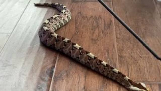 带角的大毛毛虫#国外视频分享 #专业操作请勿模仿 #奇妙的动物