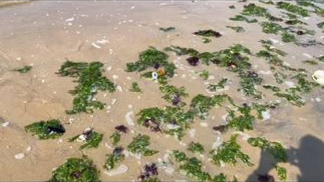 #海滩拾趣 #赶海赶海赶海啦 #海风追潮汐 #户外赶海抓海鲜 #海边生活才够浪