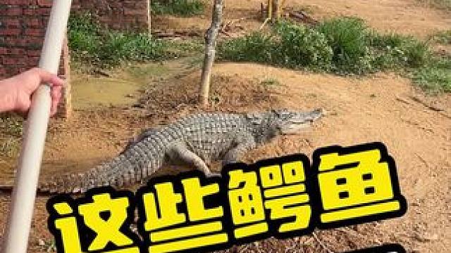 这些鳄鱼有点反骨#鳄鱼 #鳄珍 #鳄鱼养殖场 #犟种
