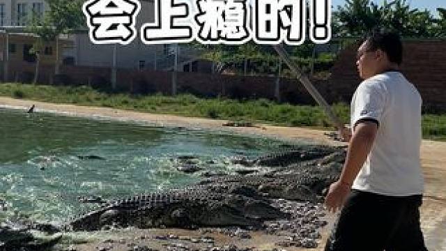 打鳄鱼会上瘾的！ #鳄鱼 #鳄珍 #鳄鱼皮带