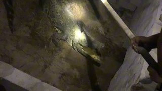 深夜还在捡鳄鱼蛋，多么的不易…#鳄鱼养殖场 #鳄鱼