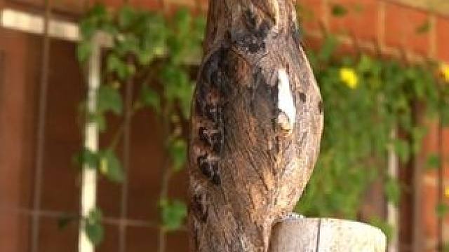 伪装大师林鸱 #国外视频分享 #奇妙的动物 #林鸱