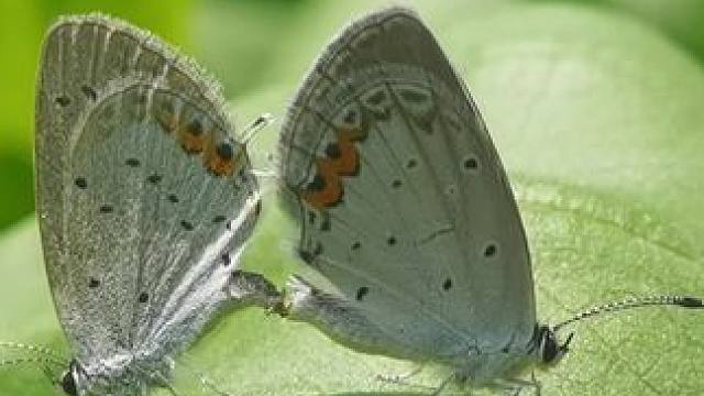 两只蝴蝶→华为P40pro+拍摄 #蝴蝶 #华为P40