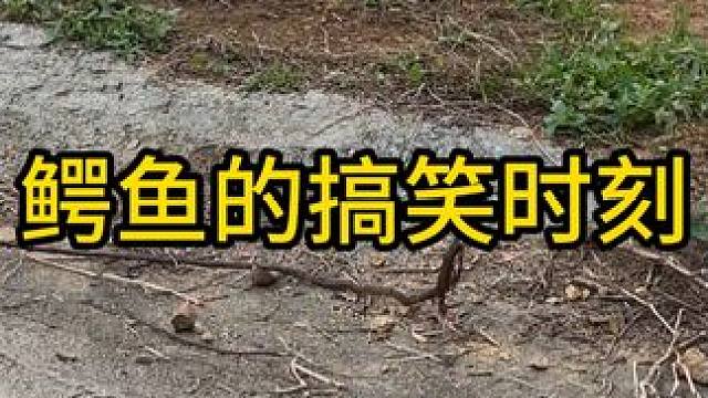 鳄鱼的搞笑时刻#鳄鱼 #鳄鱼养殖场 #鳄珍