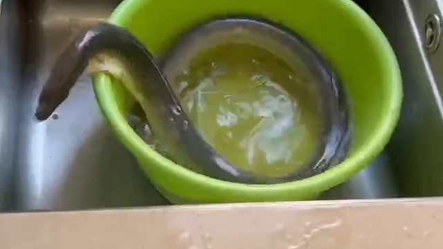 这鱼买来是已经处理好了的中国人不骗中国人...