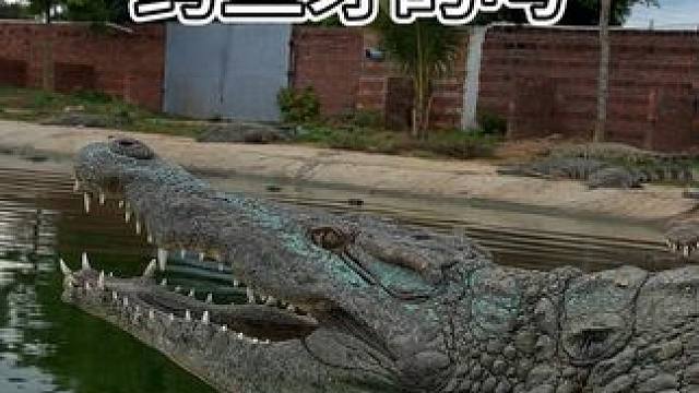 兄弟们，有喜欢鳄鱼牙的吗？ #鳄鱼 #鳄珍 #鳄鱼皮鞋