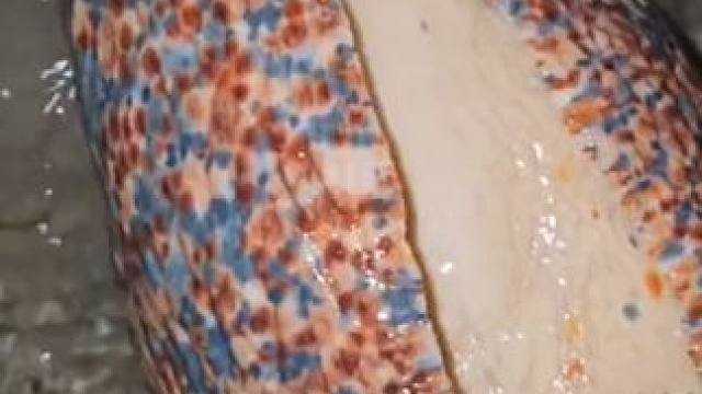 赶海遇到涡螺吃蛏子 #国外视频分享 #海洋生物 #奇妙的动物