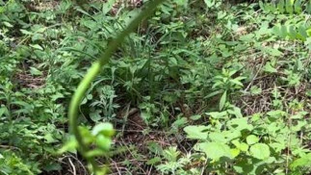 这个山上有许多山药藤蔓，就是挖山药的时候净些石头，特别难挖#山东青州 #荒山野岭 #采药人 #山货 