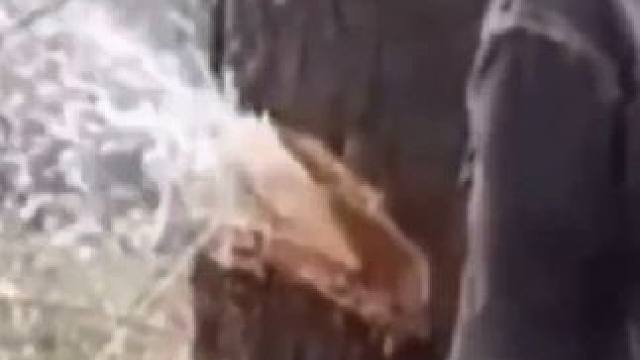 从树干里取出来的液体竟然还能喝#白桦树汁 #大自然 #大自然的馈赠