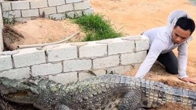 动物的迷惑行为~